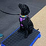 Raven joined the competition — help win amazing prizes! dog, puppy, black_dog, harness, leash, platform, training, indoor, pet, obedient, looking_up, floor, toy, plush_toy, canine, pet_training, animal, sitting, attention, cute