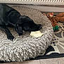 Raven joined the competition — help win amazing prizes! dog, black_dog, pet_bed, plush_toy, reindeer_toy, flooring, radiator, indoor, chewing, pet, animal, cozy, carpet, wood_floor, relaxed, toy, fur, bed, resting, domestic