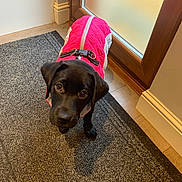 Raven joined the competition — help win amazing prizes! puppy, dog, black_dog, pet, indoor, jacket, pink_jacket, curious, looking_up, floor, rug, door, wooden_door, frosted_glass, collar, young_dog, canine, companion, adorable, cute