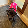 puppy, dog, black_dog, pet, indoor, jacket, pink_jacket, curious, looking_up, floor, rug, door, wooden_door, frosted_glass, collar, young_dog, canine, companion, adorable, cute