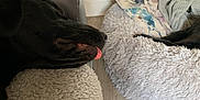 Raven joined the competition — help win amazing prizes! dog, black_dog, sleeping, tongue_out, couch, dog_bed, pillow, blanket, floor, indoor, relaxation, pet, fur, cozy, home, wood_floor, resting, animal, domestic, cute