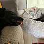 dog, black_dog, sleeping, tongue_out, couch, dog_bed, pillow, blanket, floor, indoor, relaxation, pet, fur, cozy, home, wood_floor, resting, animal, domestic, cute