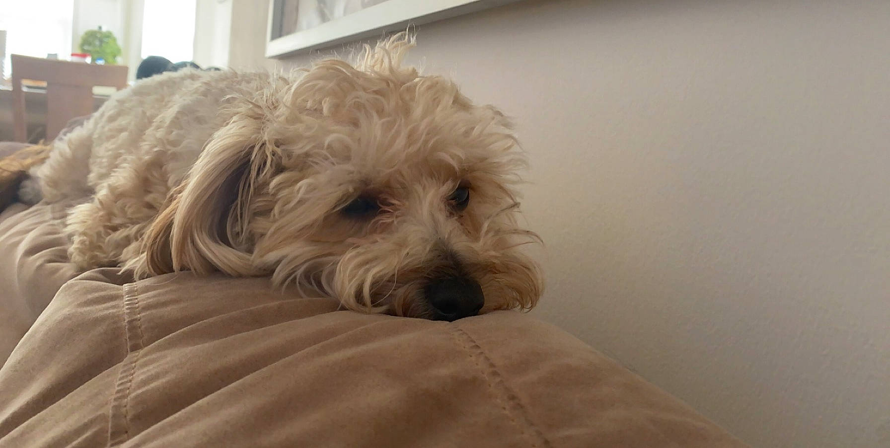 Billy is registered to the contest to win money with this photo: canidae, carnivore, cavapoo, cockapoo, companion_dog, dog, dog_breed, dutch_smoushond, glen_of_imaal_terrier, goldendoodle, irish_soft_coated_wheaten_terrier, mammal, poodle_crossbreed, schnoodle, small_terrier, sporting_group, sporting_lucas_terrier, terrier, tibetan_terrier, vertebrate