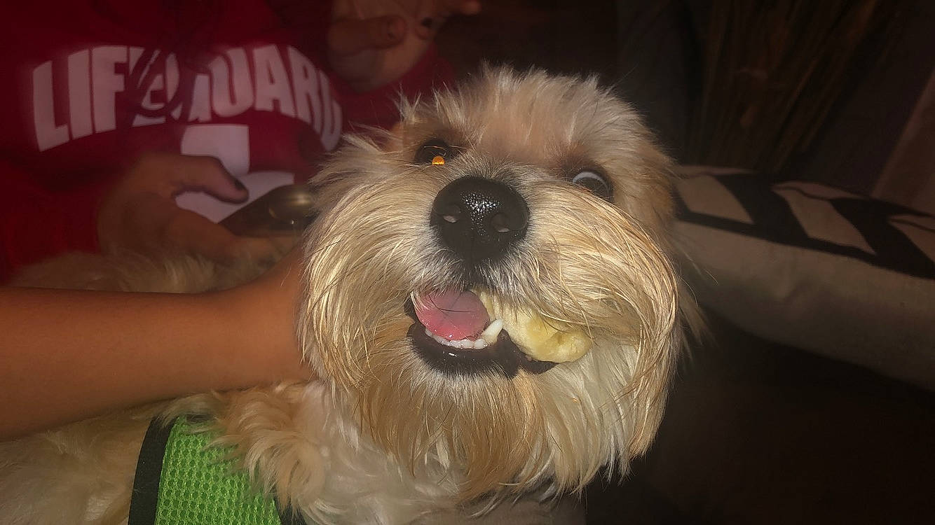 Billy joined the competition — help win amazing prizes! canidae, carnivore, companion_dog, dog, dog_breed, dutch_smoushond, glen_of_imaal_terrier, irish_soft_coated_wheaten_terrier, mammal, miniature_schnauzer, norfolk_terrier, rare_breed_dog, schnoodle, shih_tzu, small_terrier, snout, sporting_group, sporting_lucas_terrier, terrier, vertebrate