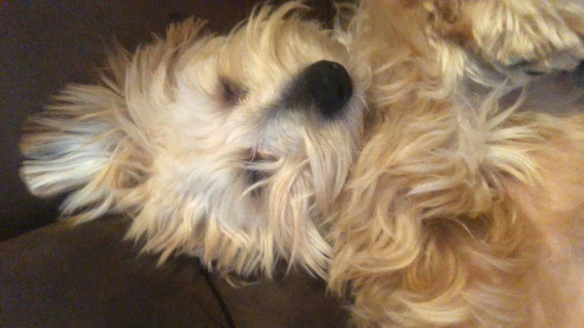 Billy is registered to the contest to win money with this photo: bolonka, canidae, carnivore, companion_dog, dog, dog_breed, dutch_smoushond, glen_of_imaal_terrier, irish_soft_coated_wheaten_terrier, maltepoo, mammal, morkie, puppy, rare_breed_dog, schnoodle, small_terrier, sporting_lucas_terrier, terrier, tibetan_terrier, vertebrate