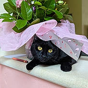 Alba a rejoint le concours — aidez-le/la à gagner de superbes lots ! black_cat, yellow_eyes, flower_bouquet, pink_wrapping, green_leaves, indoor, windowsill, curious_cat, pet, animal, closeup, plant, feline, cozy, still_life, domestic_cat, cute, resting, home, natural_light