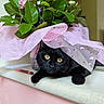 black_cat, yellow_eyes, flower_bouquet, pink_wrapping, green_leaves, indoor, windowsill, curious_cat, pet, animal, closeup, plant, feline, cozy, still_life, domestic_cat, cute, resting, home, natural_light