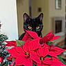 Alba a rejoint le concours — aidez-le/la à gagner de superbes lots ! black_cat, cat, poinsettia, red_leaves, green_leaves, indoor, holiday_decor, christmas, plant, flower, curious, yellow_eyes, pet, animal, feline, nature, close_up, leaf, decor, cozy