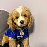 puppy, dog, golden, pet, animal, cute, blue_jersey, new_york, nfl, fur, sitting, indoor, young, adorable, collar, portrait, canine, fluffy, expression, wall