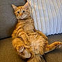 animal, cat, couch, cozy, cute, domestic_animal, feline, fur, furniture, home, indoor, orange_tabby, paw, pet, pillow, relaxed, sitting, tail, whiskers, wide_eyes