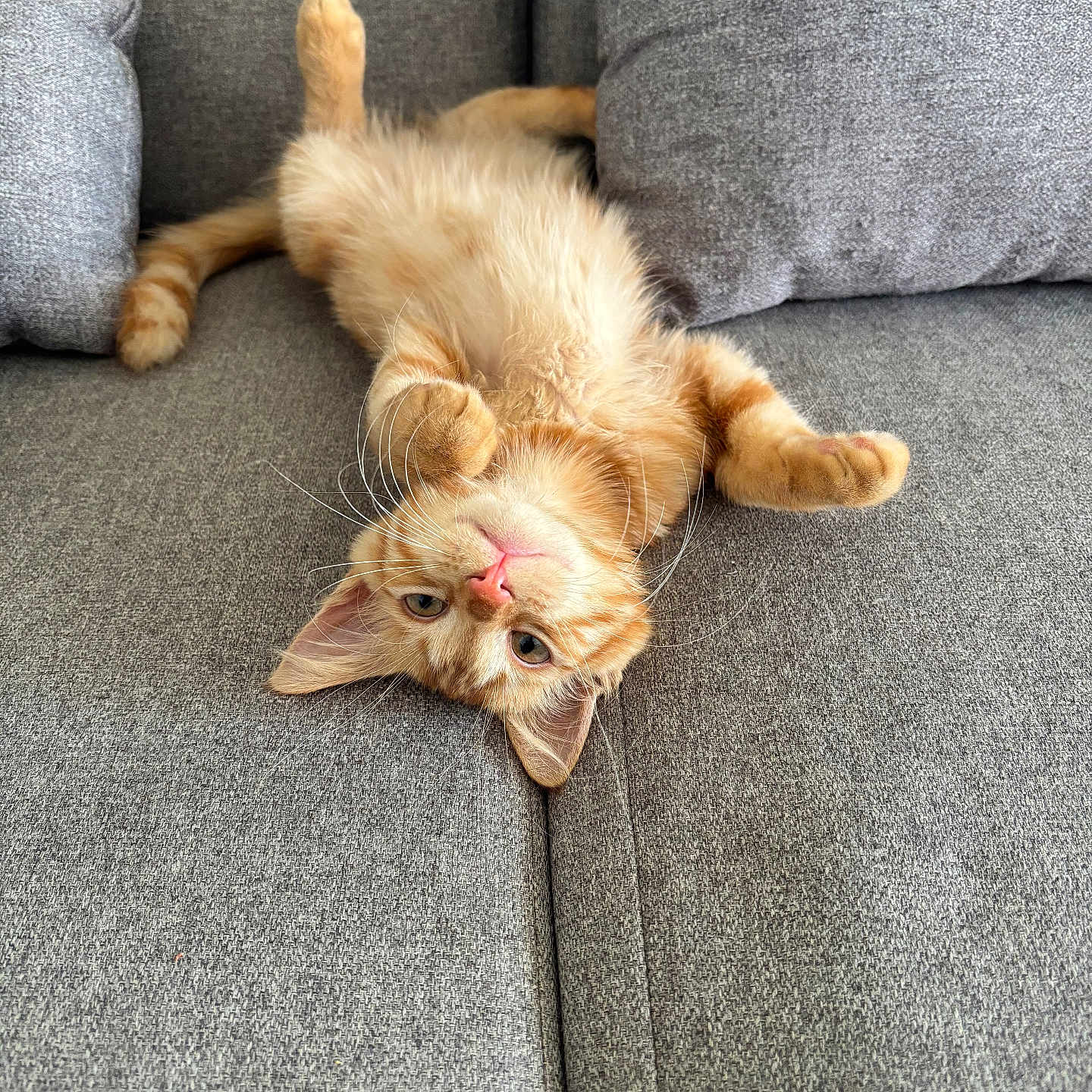 Chanel a rejoint le concours — aidez-le/la à gagner de superbes lots ! adorable, animal, cat, couch, cushions, cute, feline, fur, gray_couch, indoor, kitten, mammal, orange_tabby, paws, pet, playful, relaxing, upside_down, whiskers, young