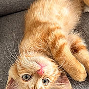 Chanel participe au concours pour gagner de l'argent avec cette photo : cat, kitten, orange_tabby, pet, animal, cute, whiskers, ears, pink_nose, fur, couch, gray, indoor, relaxed, playful, closeup, face, eyes, lying_down, home