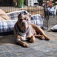 Magnum joined the competition — help win amazing prizes! brown_coat, chain, collar, crate, cushion, dog, dog_bed, floor, home_interior, indoor, lying_down, pet, pitbull, portrait, potted_plant, resting, tag, tile_floor, wheelchair, white_chest