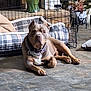 brown_coat, chain, collar, crate, cushion, dog, dog_bed, floor, home_interior, indoor, lying_down, pet, pitbull, portrait, potted_plant, resting, tag, tile_floor, wheelchair, white_chest