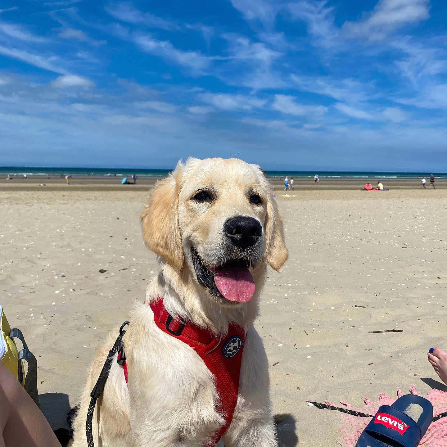 Scooby a rejoint le concours — aidez-le/la à gagner de superbes lots ! adult, animal, beach, canine, clothing, coast, dog, female, footwear, goldenretriever, hat, nature, outdoors, person, pet, puppy, sea, shoe, shoreline, water