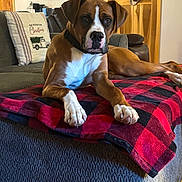 Oscar joined the competition — help win amazing prizes! dog, brown_dog, white_paws, couch, blanket, red_and_black_checkered, living_room, wooden_door, pillow, christmas_pillow, shelf, mugs, holiday_decorations, relaxed, pet, indoor, furniture, canine, cozy, looking_at_camera
