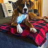 dog, brown_dog, white_paws, couch, blanket, red_and_black_checkered, living_room, wooden_door, pillow, christmas_pillow, shelf, mugs, holiday_decorations, relaxed, pet, indoor, furniture, canine, cozy, looking_at_camera