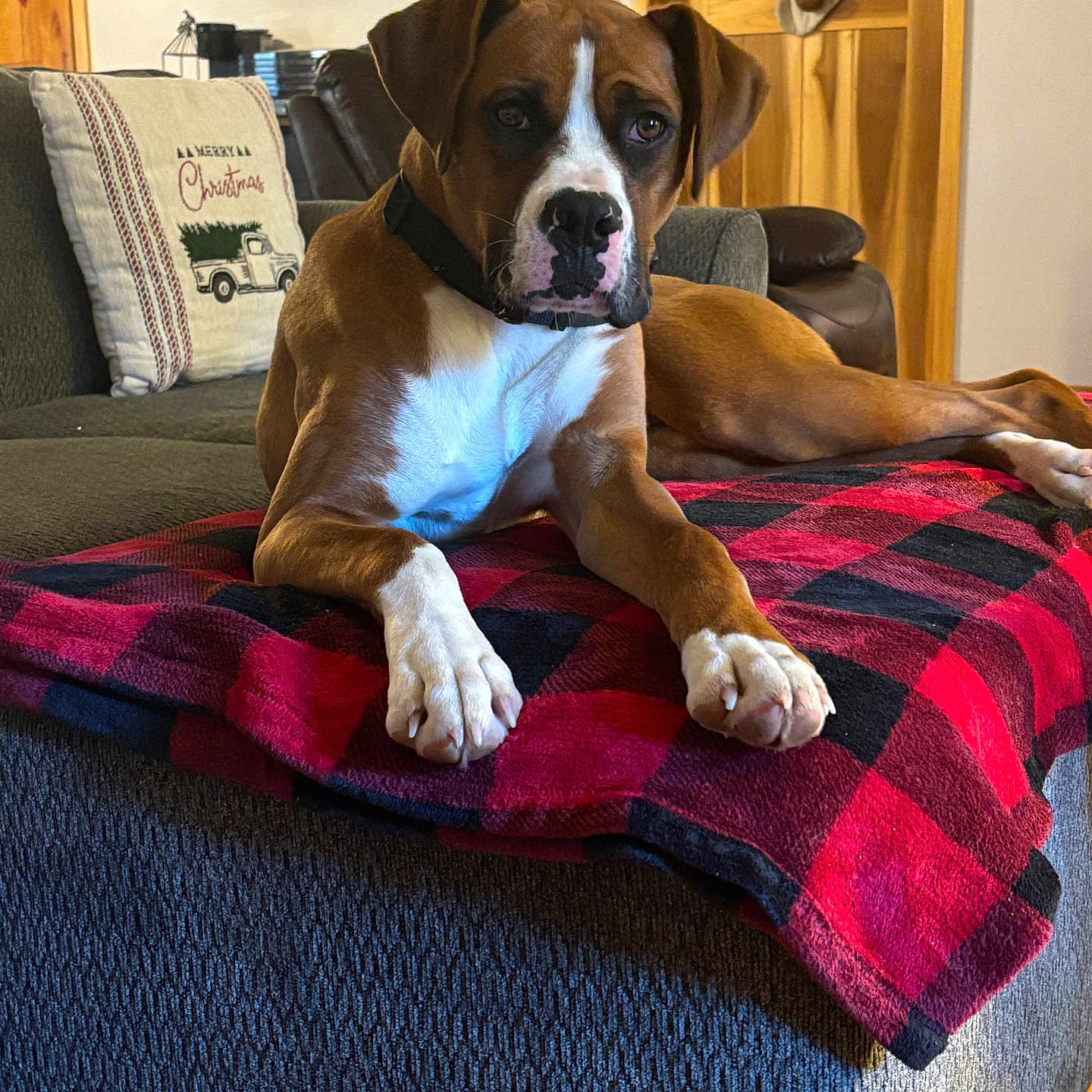 Oscar joined the competition — help win amazing prizes! dog, brown_dog, white_paws, couch, blanket, red_and_black_checkered, living_room, wooden_door, pillow, christmas_pillow, shelf, mugs, holiday_decorations, relaxed, pet, indoor, furniture, canine, cozy, looking_at_camera