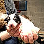 animal, black_and_white, blurred_background, camo_clothing, closeup, concrete_wall, cozy, cradling, cute, dog, hands, holding, human, indoor, person, pet, puppy, sleepy, small, warm