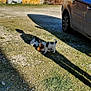animal, barn, blue_sky, building, car, cute, daytime, dogs, firewood, grass, gravel, nature, outdoor, pet, play, puppies, rural, shadow, small, sunlight