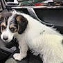 animal, black_and_white, canine, car_interior, car_seat, companion, curious, cute, dog, domestic_animal, door_handle, fluffy, greenery, indoors, pet, puppy, seat_fabric, side_mirror, window, young_dog