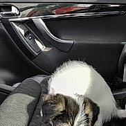 Lougo Danielle participe au concours pour gagner de l'argent avec cette photo : animal, black_and_white, car_interior, car_seat, companion, curious, daylight, dog, door_panel, fur, greenery, inside, pet, puppy, sitting, small_dog, texture, vehicle, window, young_dog