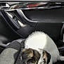 animal, black_and_white, car_interior, car_seat, companion, curious, daylight, dog, door_panel, fur, greenery, inside, pet, puppy, sitting, small_dog, texture, vehicle, window, young_dog