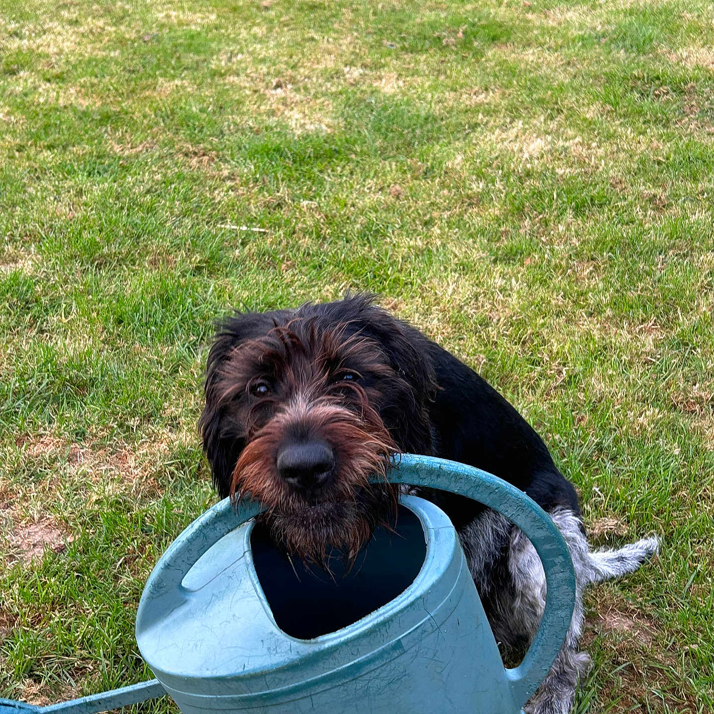 Tosca participe au concours pour gagner de l'argent avec cette photo : affenpinscher, animal, bucket, can, canine, dog, field, grass, grassland, lawn, nature, outdoors, park, pet, plant, puppy, terrier, tin, wateringcan, yard