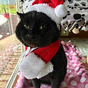 Fat Cat joined the competition — help win amazing prizes! cat, black_cat, santa_hat, holiday_costume, scarf, pet, indoor, window, blanket, pink, polka_dot, feline, whiskers, cute, animal, christmas, festive, domestic_animal, face, fur