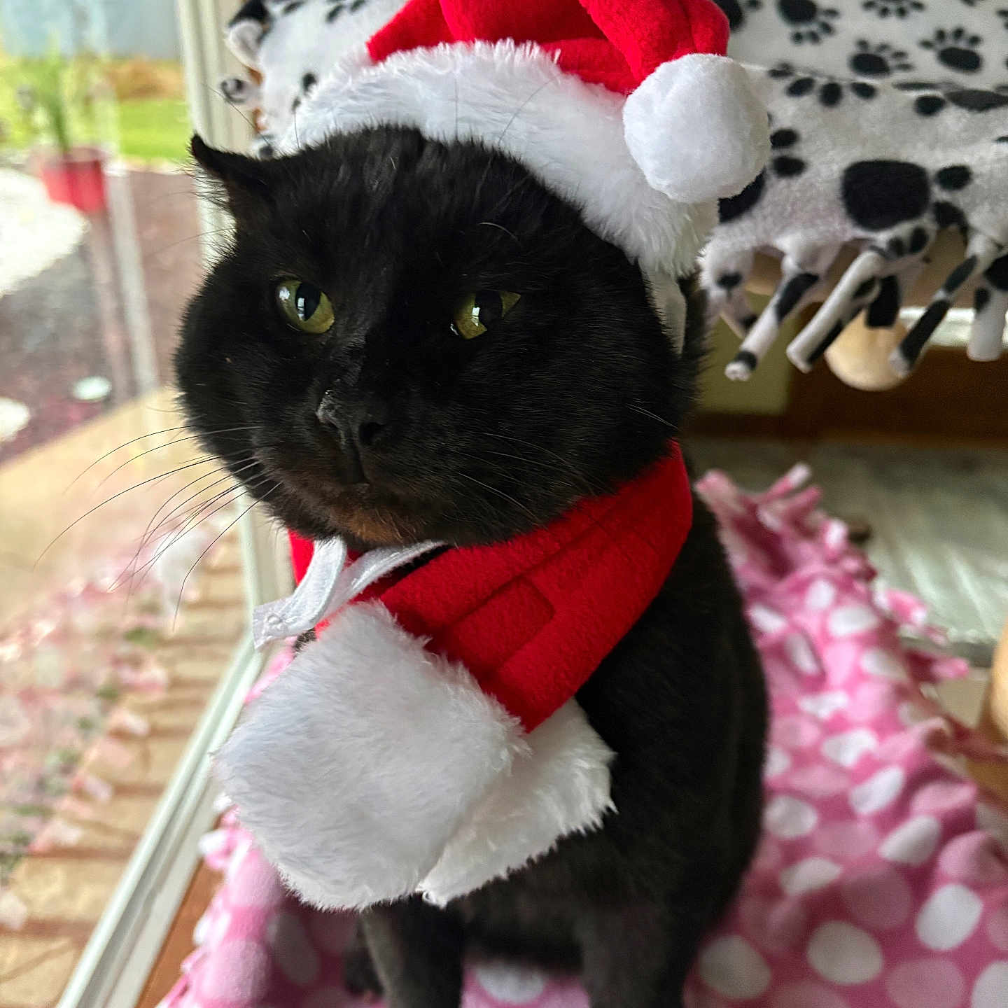 Fat Cat joined the competition — help win amazing prizes! animal, black_cat, blanket, cat, christmas, cute, domestic_animal, face, feline, festive, fur, holiday_costume, indoor, pet, pink, polka_dot, santa_hat, scarf, whiskers, window