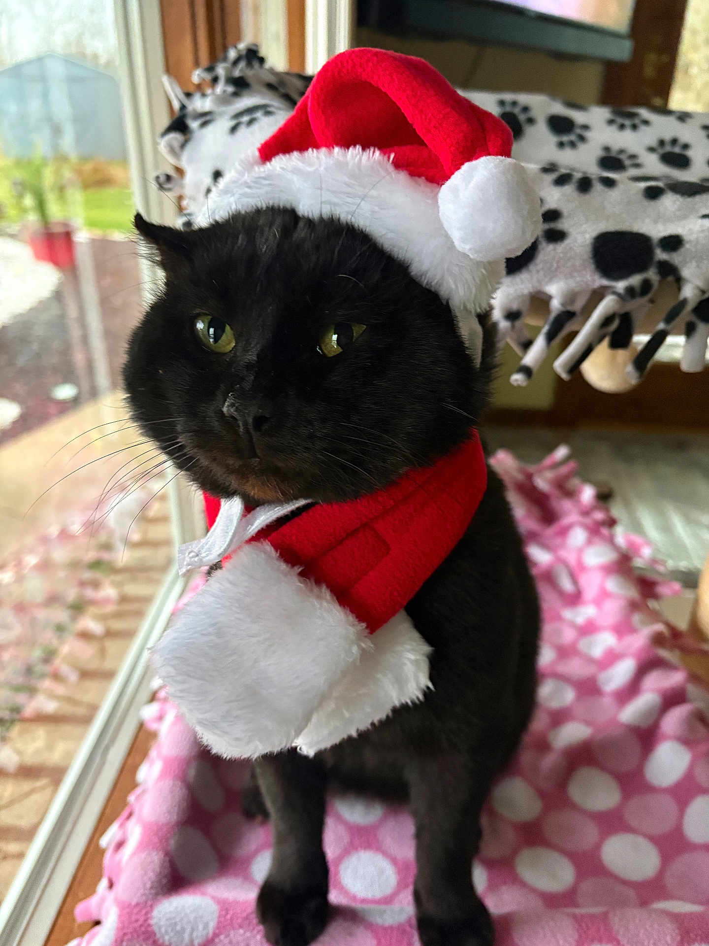 Fat Cat joined the competition — help win amazing prizes! cat, black_cat, santa_hat, holiday_costume, scarf, pet, indoor, window, blanket, pink, polka_dot, feline, whiskers, cute, animal, christmas, festive, domestic_animal, face, fur