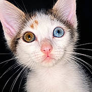 Nala is registered to the contest to win money with this photo: kitten, cat, heterochromia, close_up, portrait, animal, pet, whiskers, ears, face, eyes, curious, feline, cute, young, white_fur, brown_spots, pink_nose, black_background, fluffy