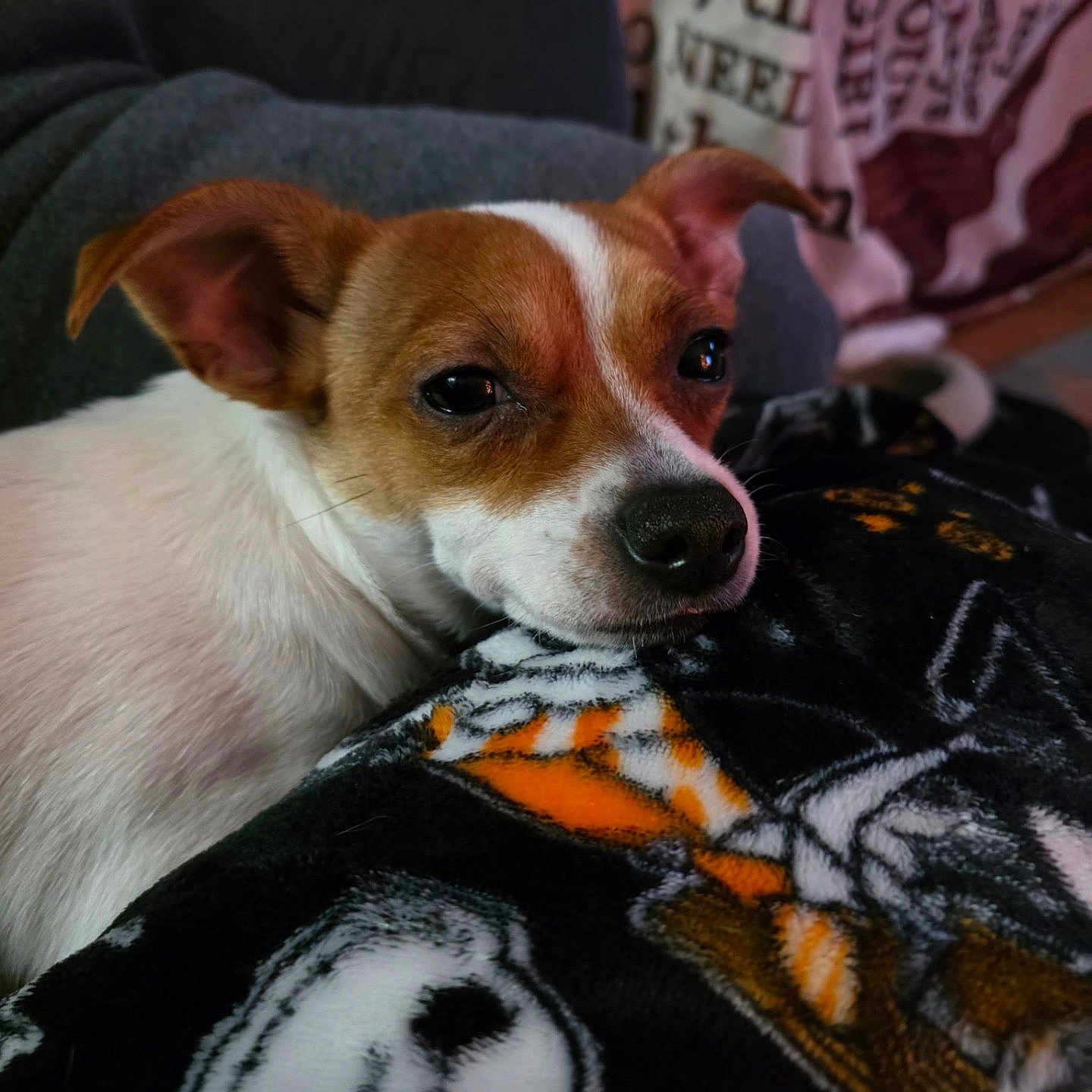Princess joined the competition — help win amazing prizes! animal, blanket, brown_and_white, close_up, comfort, companion, cozy, cute, dog, domestic_animal, ears, fur, indoor, pattern, pet, portrait, relaxed, resting, snout, soft_texture