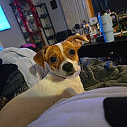 Princess joined the competition — help win amazing prizes! dog, pet, indoor, blanket, living_room, cozy, curious, small_dog, fur, collar, table, decorations, holiday, cup, furniture, relaxing, close_up, brown_and_white, cute, companion