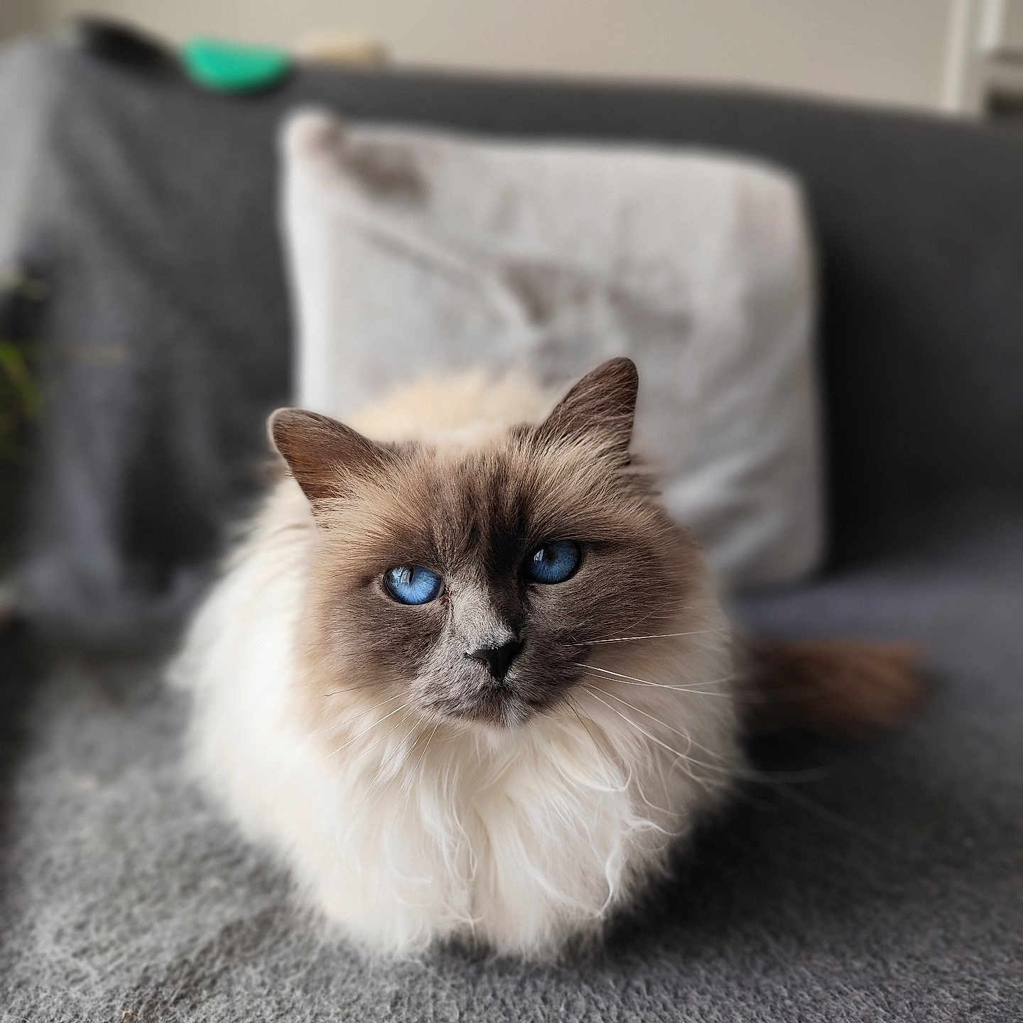 Gaïa participe au concours pour gagner de l'argent avec cette photo : abyssinian, angora, animal, architecture, armchair, building, cat, chair, couch, cushion, furniture, homedecor, indoors, kitten, livingroom, manx, pet, room, siamese, wood