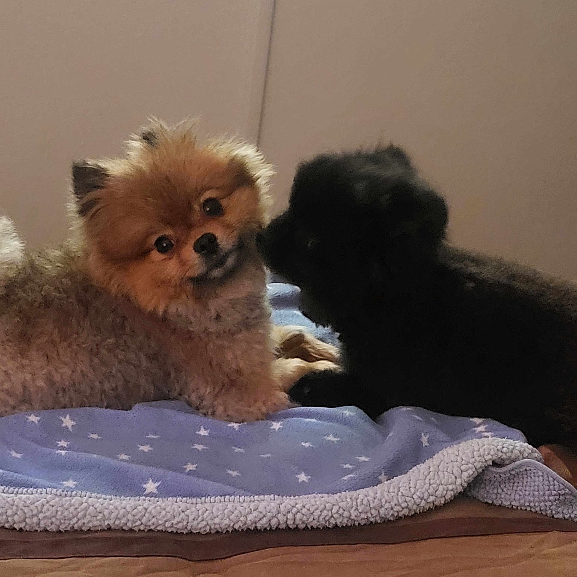 Meeko And Princess joined the competition — help win amazing prizes! affenpinscher, animal, bed, bedroom, blanket, canine, cat, cockerspaniel, couch, dog, dogbed, eskimodog, furniture, indoors, kitten, papillon, pet, poodle, puppy, terrier
