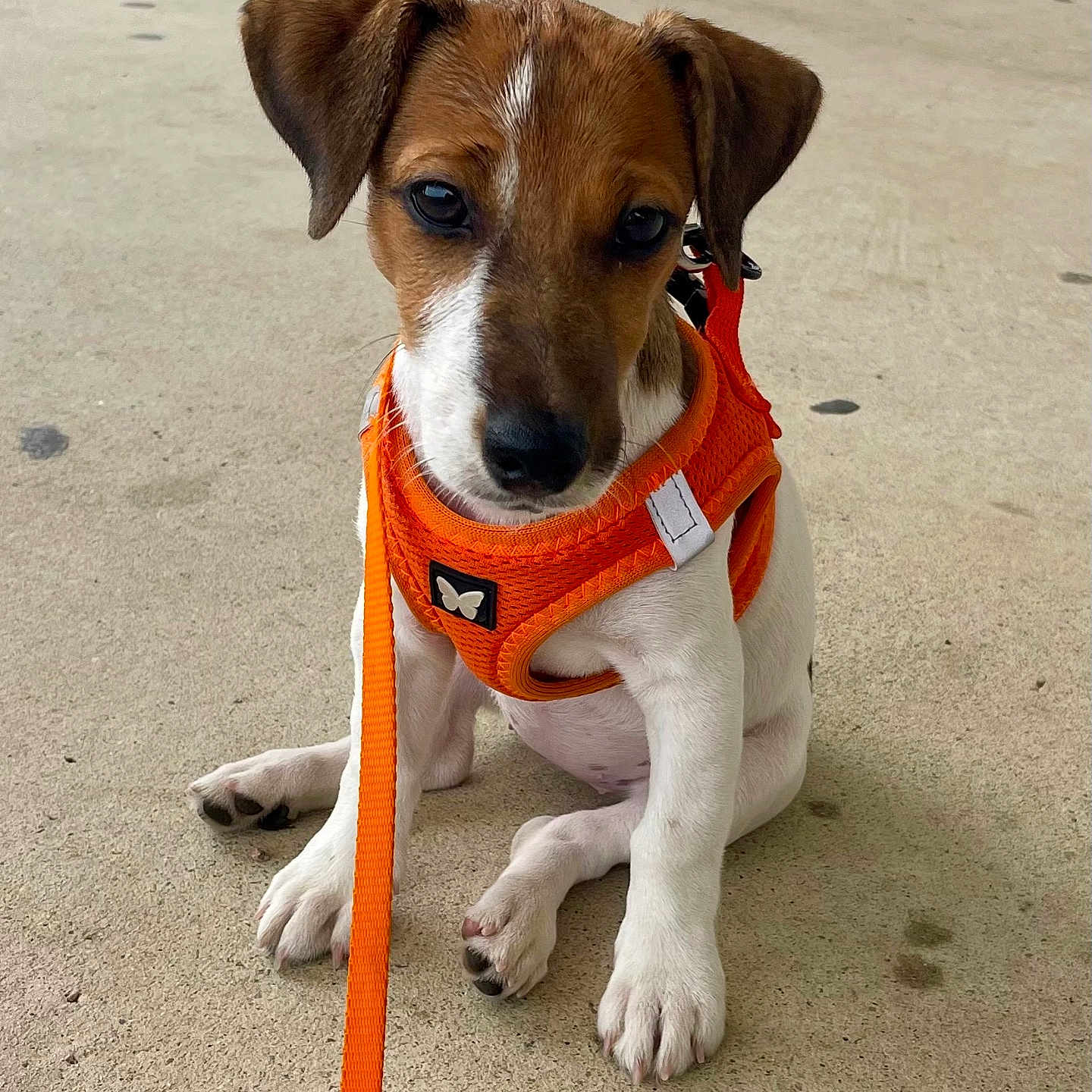 Vanda participe au concours pour gagner de l'argent avec cette photo : accessories, animal, architecture, ball, beagle, boxer, building, bulldog, canine, dog, football, hound, leash, outdoors, pet, puppy, shelter, snout, strap, whitedog