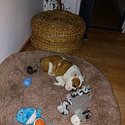 Patate a rejoint le concours — aidez-le/la à gagner de superbes lots ! basket, blue_toy, brown, corner, cozy, cute, dog, dog_bed, green_ball, indoor, pet, plant, plush_toy, puppy, resting, rope_toy, sleeping, toy, white, wooden_floor