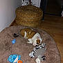 basket, blue_toy, brown, corner, cozy, cute, dog, dog_bed, green_ball, indoor, pet, plant, plush_toy, puppy, resting, rope_toy, sleeping, toy, white, wooden_floor