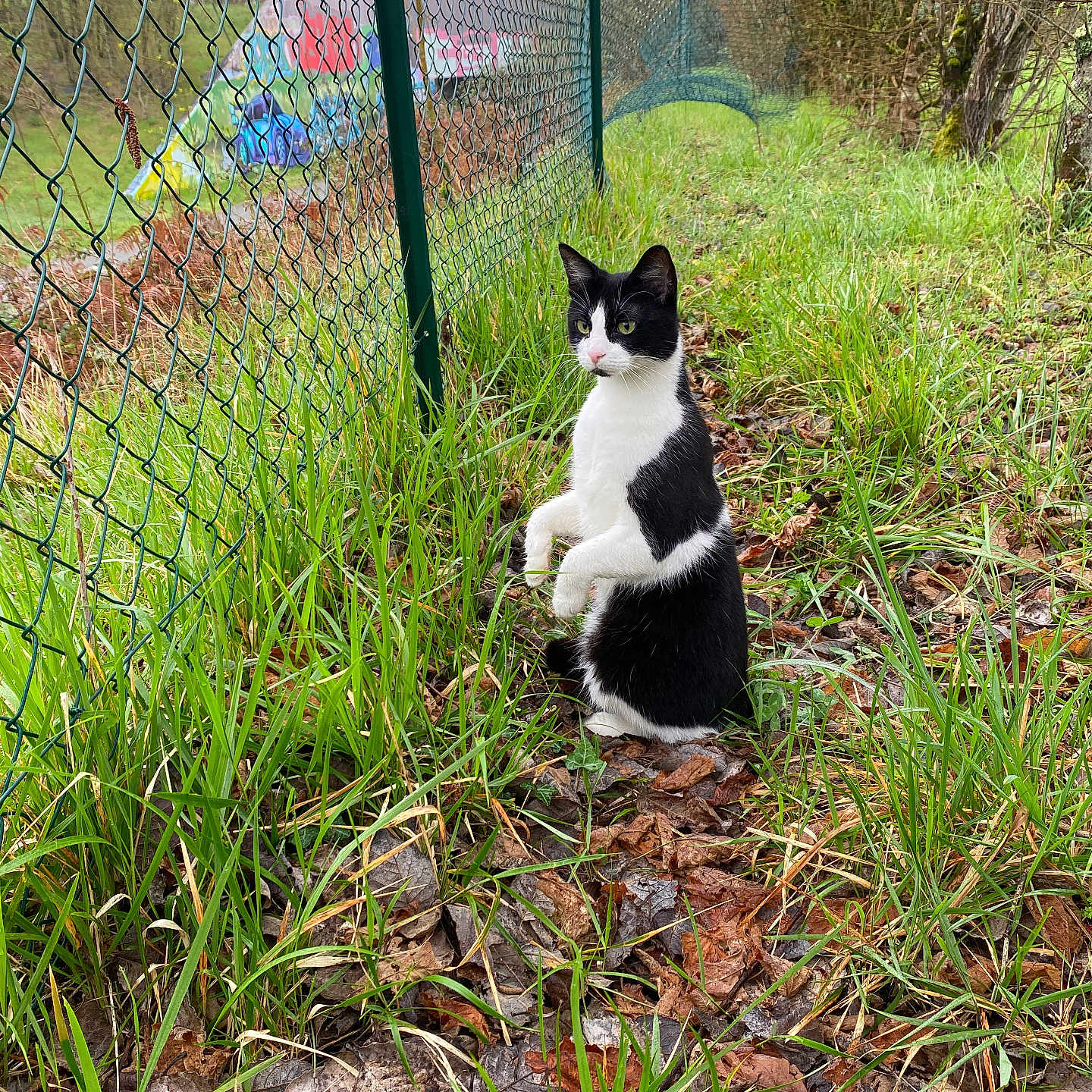 Milou a rejoint le concours — aidez-le/la à gagner de superbes lots ! animal, backyard, cat, den, fence, grass, herbal, herbs, indoors, kitten, manx, nature, outdoors, pet, plant, road, soil, tree, vegetation, yard