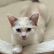 Billie participe au concours pour gagner de l'argent avec cette photo : cat, white_cat, blue_eyes, pet, animal, feline, lying_down, cozy, soft_bed, indoor, close_up, cute, fur, whiskers, paw, relaxed, looking_at_camera, domestic_cat, resting, bed