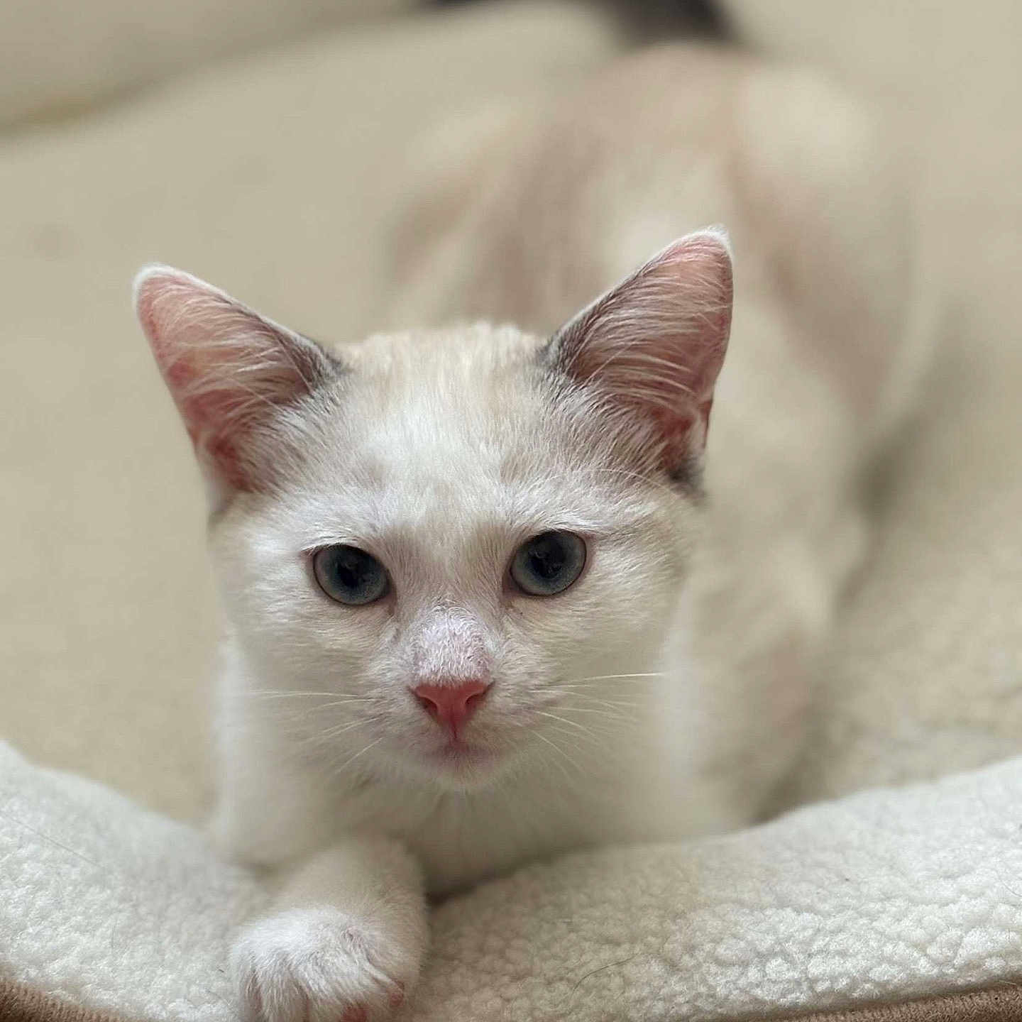 Billie participe au concours pour gagner de l'argent avec cette photo : animal, bed, blue_eyes, cat, close_up, cozy, cute, domestic_cat, feline, fur, indoor, looking_at_camera, lying_down, paw, pet, relaxed, resting, soft_bed, whiskers, white_cat