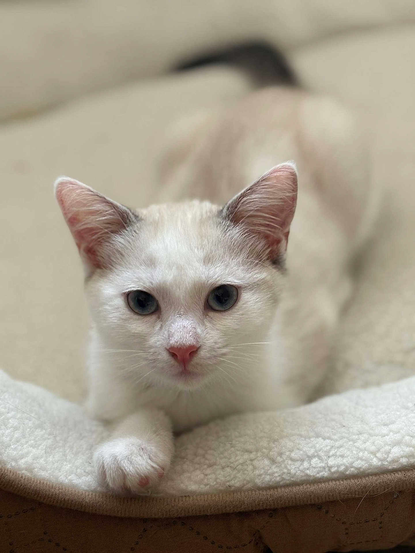 Billie participe au concours pour gagner de l'argent avec cette photo : cat, white_cat, blue_eyes, pet, animal, feline, lying_down, cozy, soft_bed, indoor, close_up, cute, fur, whiskers, paw, relaxed, looking_at_camera, domestic_cat, resting, bed