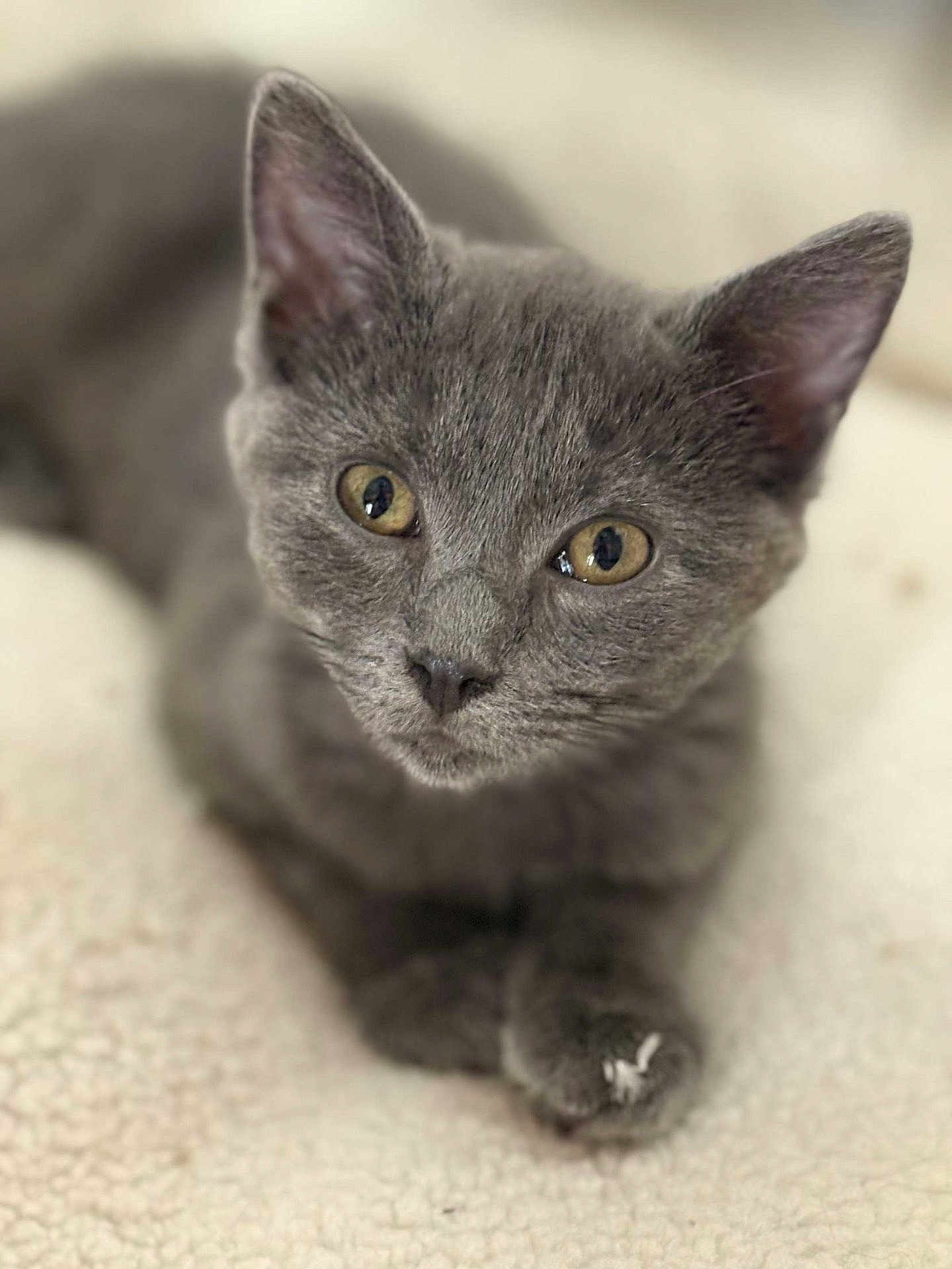 Charly participe au concours pour gagner de l'argent avec cette photo : kitten, cat, gray_fur, pet, animal, cute, close_up, lying_down, soft_texture, blanket, feline, whiskers, ears, paws, indoor, young, eyes, fur, relaxed, domestic_cat