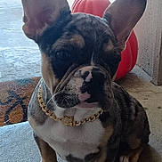 Violet is registered to the contest to win money with this photo: dog, french_bulldog, puppy, gold_chain, pumpkin, doorway, carpet, concrete_floor, indoor, pet, animal, cute, sitting, ears_up, portrait, young_dog, brown, black, white, decor
