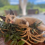 Simba participe au concours pour gagner de l'argent avec cette photo : kitten, cat, siamese, playful, vine, twine, wooden_table, leaf, greenery, pet, animal, cute, fur, whiskers, eyes, indoor, closeup, relaxed, nature, focus