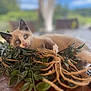 kitten, cat, siamese, playful, vine, twine, wooden_table, leaf, greenery, pet, animal, cute, fur, whiskers, eyes, indoor, closeup, relaxed, nature, focus