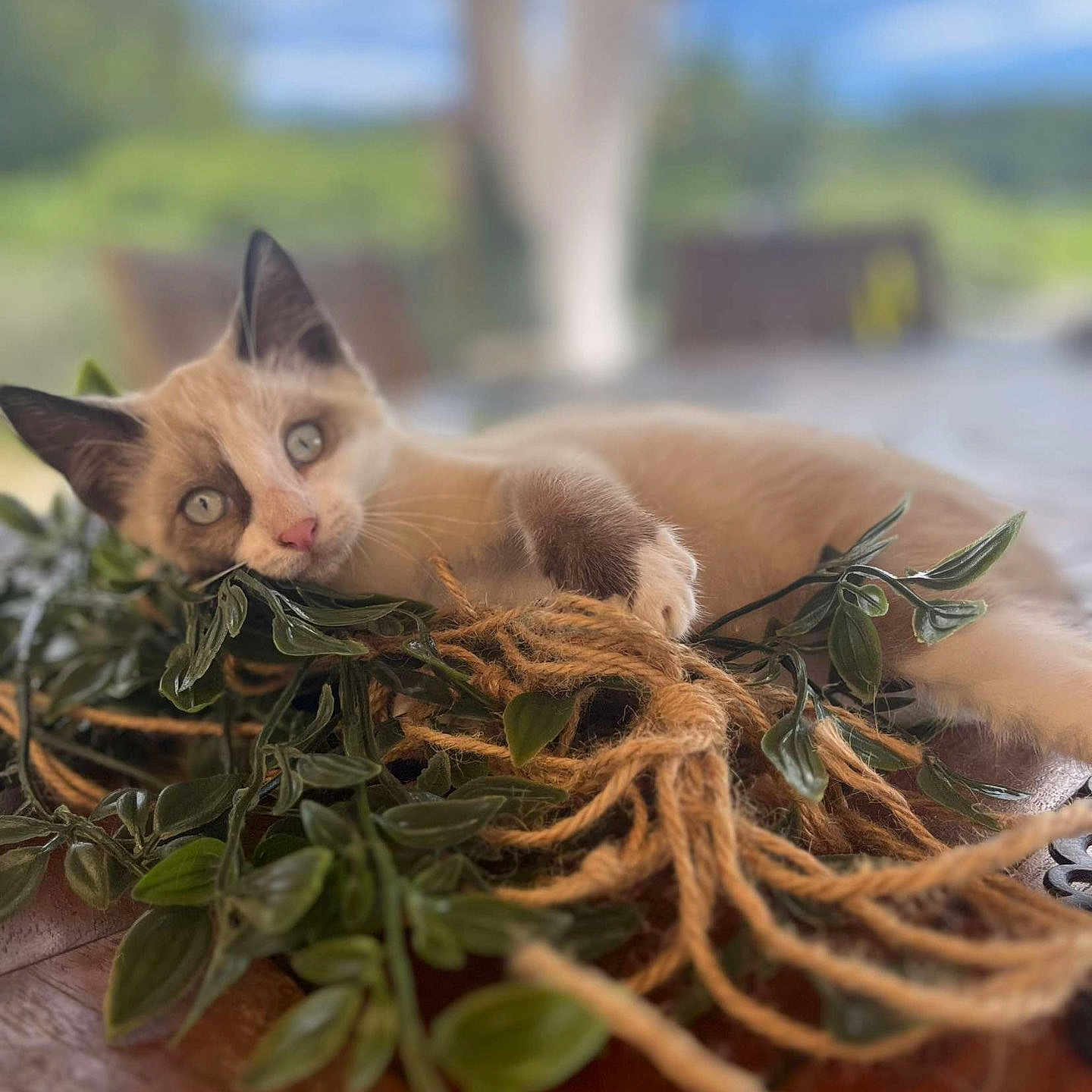 Simba participe au concours pour gagner de l'argent avec cette photo : animal, cat, closeup, cute, eyes, focus, fur, greenery, indoor, kitten, leaf, nature, pet, playful, relaxed, siamese, twine, vine, whiskers, wooden_table
