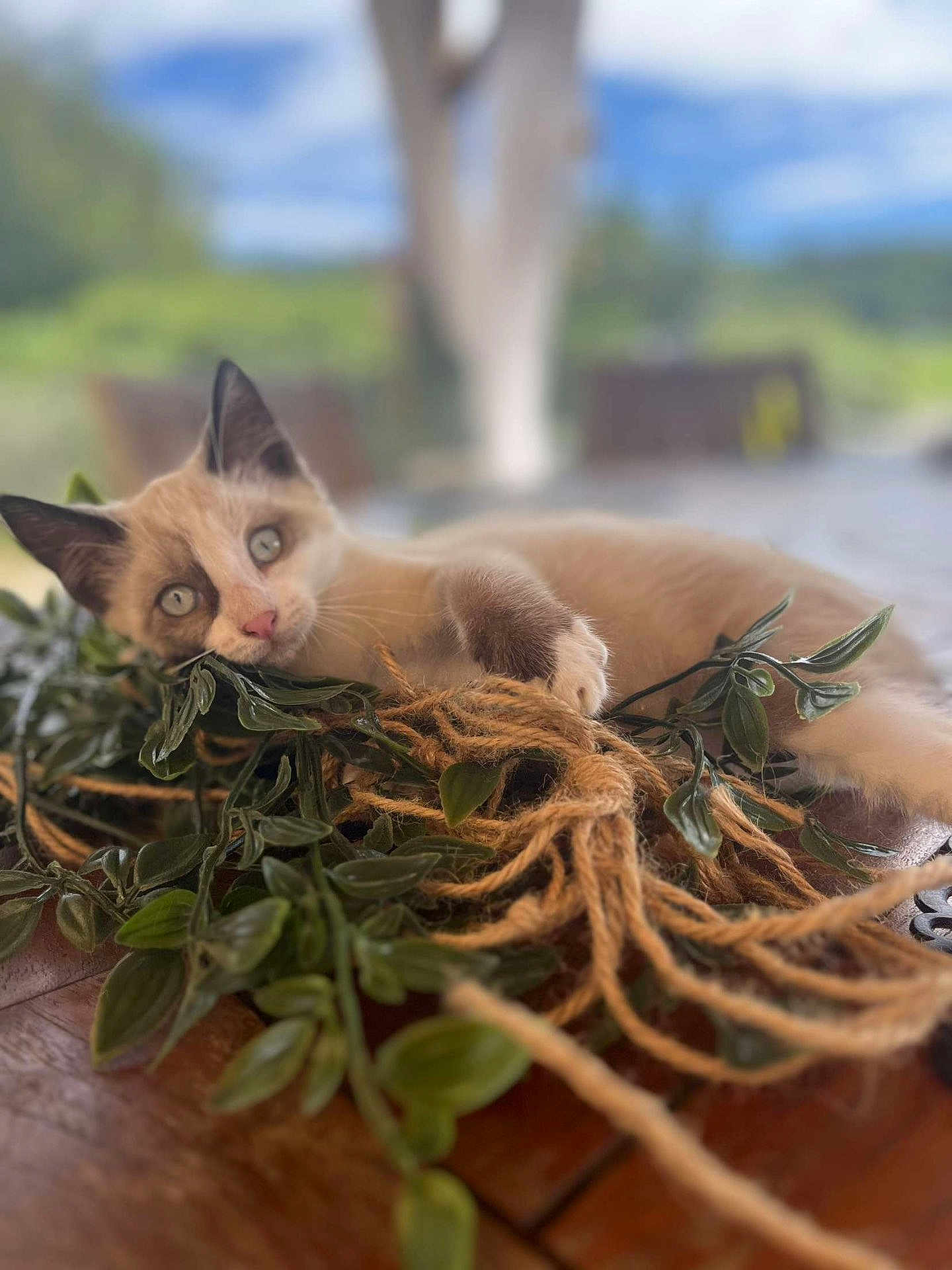 Simba participe au concours pour gagner de l'argent avec cette photo : kitten, cat, siamese, playful, vine, twine, wooden_table, leaf, greenery, pet, animal, cute, fur, whiskers, eyes, indoor, closeup, relaxed, nature, focus