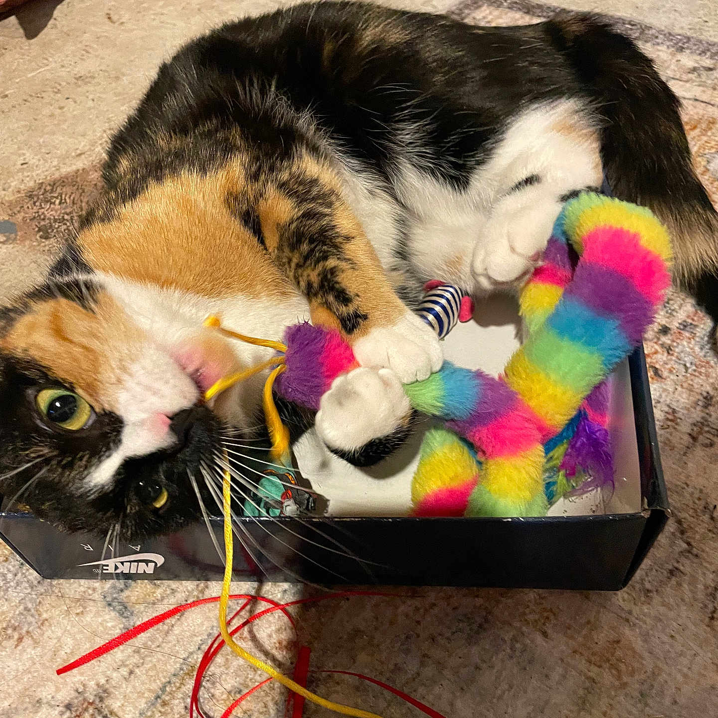 Kitty